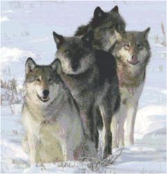 pack of wolves, wolf