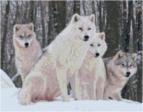 wolf pack, wolves, wolf