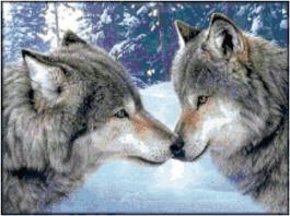 wolves, pair of wolves, wolf