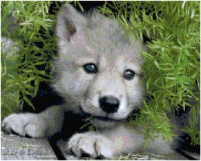 wolf, wolf cub