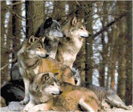 pack of wolves, wolf